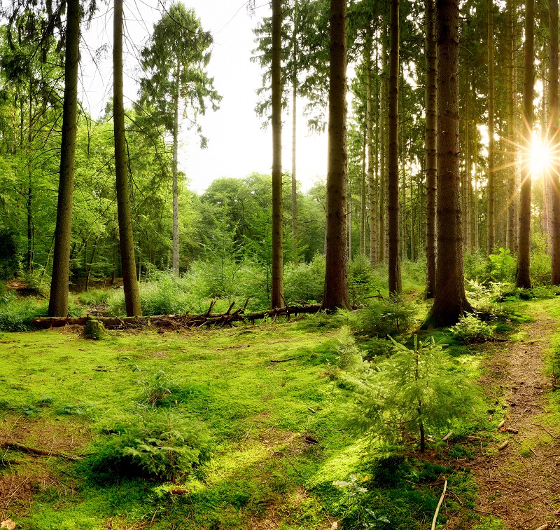 Waldbaden - ein grüner idyllischer Wald Imagebild